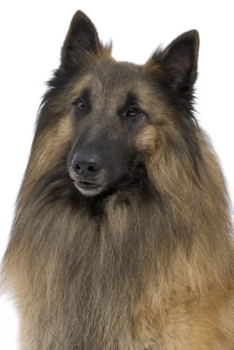 Framed Print : Dog - Belgium Sheepdog / Tervuren Framed Print : Dog - Belgium Sheepdog / Tervuren