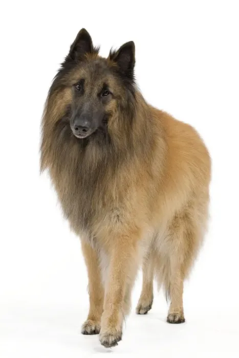 Framed Print : Dog - Belgium Sheepdog / Tervuren Framed Print : Dog - Belgium Sheepdog / Tervuren