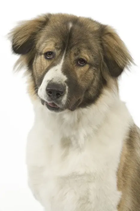 Framed Print : Dog - Berger du Caucase. Also know as Caucasian Shepherd Dog / Mountain dog - in studio Framed Print : Dog - Berger du Caucase. Also know as Caucasian Shepherd Dog / Mountain dog - in studio