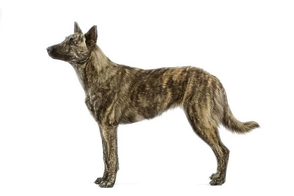 Dog - Berger Hollandaise  /  Dutch Shepherd Dog. Also known as Hollandse Herdershond