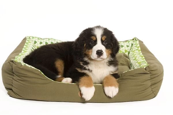 Dog - Bermese Mountain Dog in dog bed