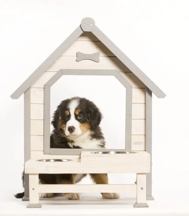 Framed Print : Dog - Bermese Mountain Dog at dog feeding station in studio Framed Print : Dog - Bermese Mountain Dog at dog feeding station in studio
