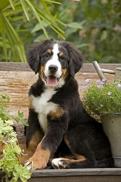 Dog - Bermese Mountain Dog puppy