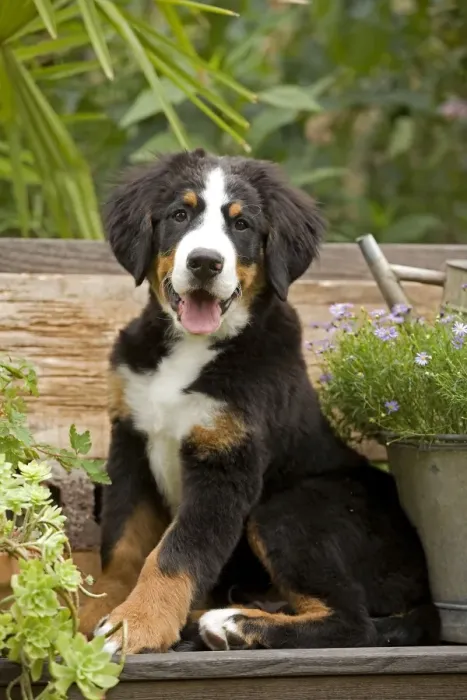Framed Print : Dog - Bermese Mountain Dog puppy Framed Print : Dog - Bermese Mountain Dog puppy