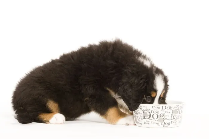 Framed Print : Dog - Bermese Mountain Dog - puppy eating from dog bowl Framed Print : Dog - Bermese Mountain Dog - puppy eating from dog bowl