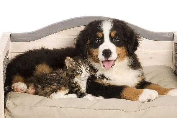 Dog - Bermese Mountain dog puppy with kitten on dog bed