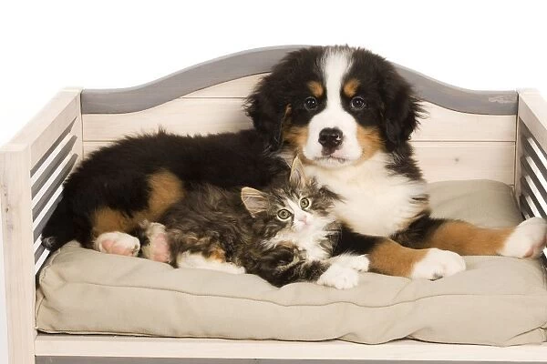 Dog - Bermese Mountain Dog puppy with kitten on dog bed