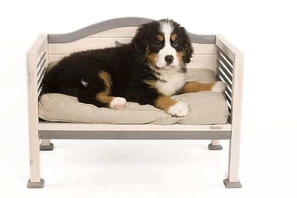 Dog - Bermese Mountain Dog - puppy in studio on dog bed