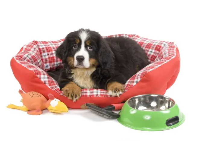 Framed Print : Dog - Bernese Mountain Dog - in dog bed Framed Print : Dog - Bernese Mountain Dog - in dog bed
