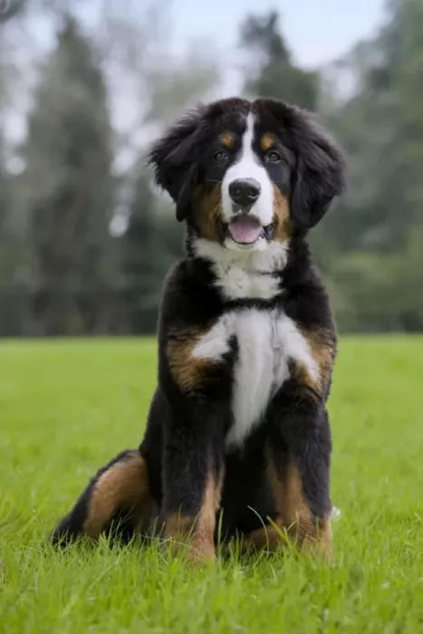 Framed Print : Dog - Bernese Mountain Dog - puppy