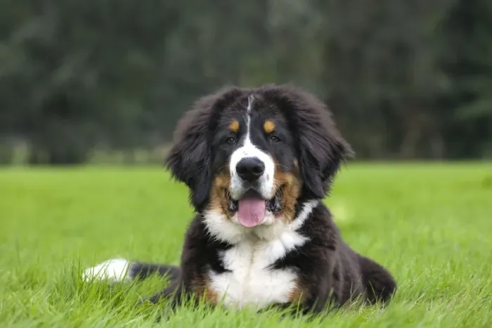 Framed Print : Dog - Bernese Mountain Dog - puppy Framed Print : Dog - Bernese Mountain Dog - puppy