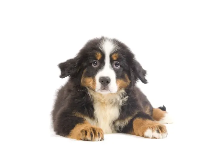 Framed Print : Dog - Bernese Mountain Dog puppy in studio Framed Print : Dog - Bernese Mountain Dog puppy in studio