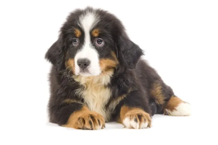Framed Print : Dog - Bernese Mountain Dog puppy in studio Framed Print : Dog - Bernese Mountain Dog puppy in studio