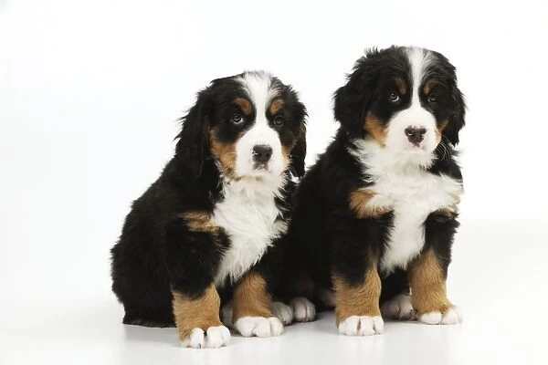 DOG. Bernese mountain puppies sitting together