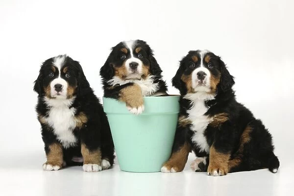 DOG. Bernese mountain puppies sitting on either side of bernese mountain puppy in flower pot