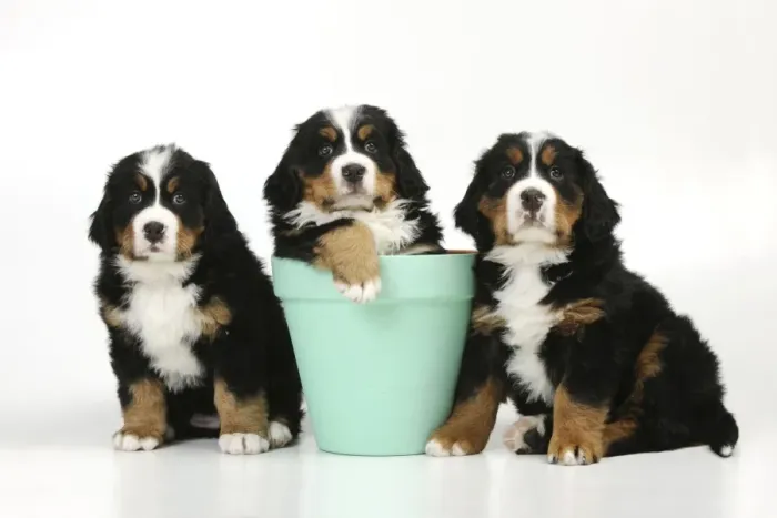 Framed Print : DOG. Bernese mountain puppies sitting on either side of bernese mountain puppy in flower pot Framed Print : DOG. Bernese mountain puppies sitting on either side of bernese mountain puppy in flower pot