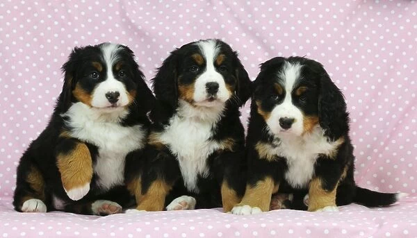 DOG. Bernese mountain puppies sitting in a row
