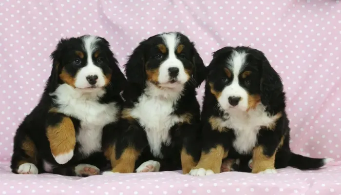 Framed Print : DOG. Bernese mountain puppies sitting in a row Framed Print : DOG. Bernese mountain puppies sitting in a row