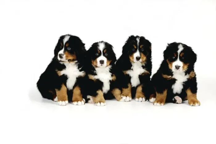 Framed Print : DOG. Bernese mountain puppies sitting in a row Framed Print : DOG. Bernese mountain puppies sitting in a row