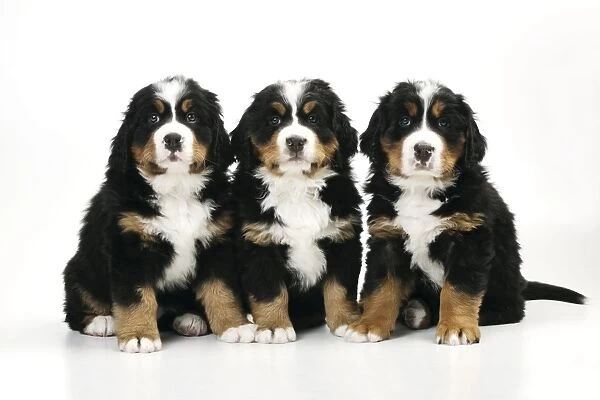 DOG. Bernese mountain puppies sitting in a row