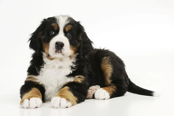 DOG. Bernese mountain puppy laying down
