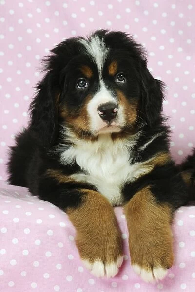 DOG. Bernese mountain puppy laying down