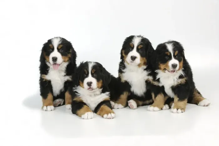 Framed Print : DOG. Bernese mountain puppy laying between bernese mountain puppies sitting down Framed Print : DOG. Bernese mountain puppy laying between bernese mountain puppies sitting down