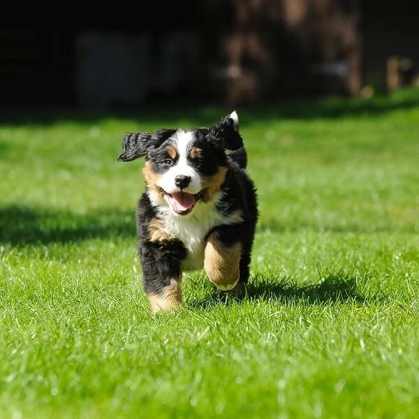 DOG. Bernese mountain puppy running in garden