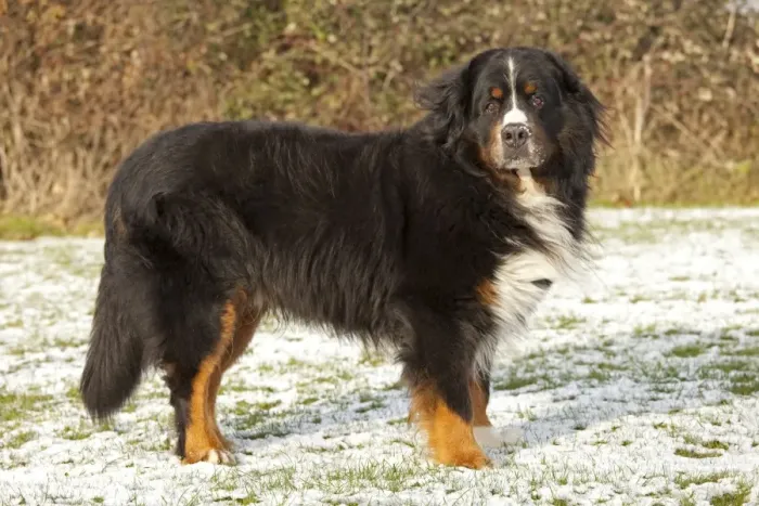 Framed Print : Dog - Bernese Mountain Rescue Dog - in snow - Waterloo Kennels - Stoke Orchard - Cheltenham - UK