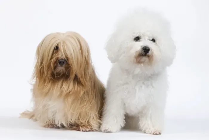 Framed Print : Dog - Bichon Frise & Bichon Havanais / Havanese in studio Framed Print : Dog - Bichon Frise & Bichon Havanais / Havanese in studio