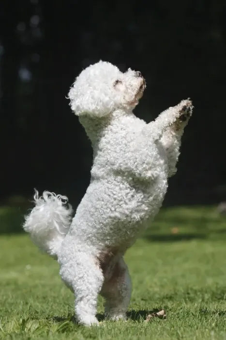 Framed Print : Dog - Bichon Frise - on hind legs Framed Print : Dog - Bichon Frise - on hind legs