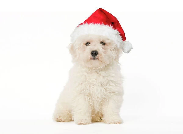Dog - Bichon Frise - puppy sitting in studio wearing Christmas hat Digital Manipulation: Hat (Su)