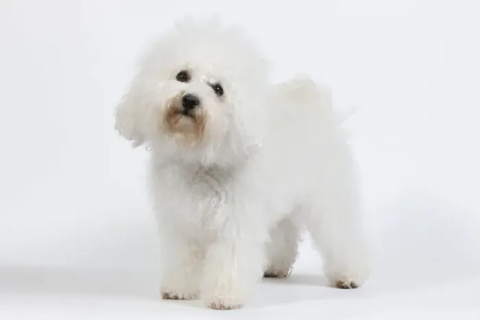 Framed Print : Dog - Bichon Frise - in studio Framed Print : Dog - Bichon Frise - in studio