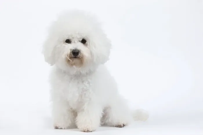 Framed Print : Dog - Bichon Frise - in studio Framed Print : Dog - Bichon Frise - in studio
