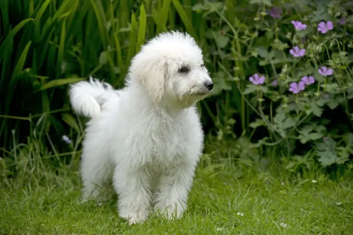 Framed Print : DOG - Bichon frise X poodle standing in garden Framed Print : DOG - Bichon frise X poodle standing in garden