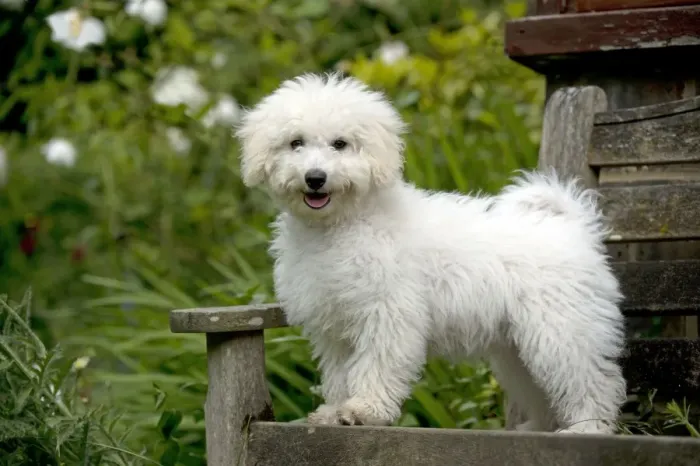 Framed Print : DOG - Bichon frise X poodle standing on garden bench Framed Print : DOG - Bichon frise X poodle standing on garden bench