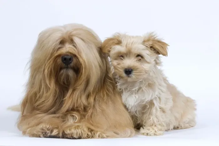 Framed Print : Dog - Bichon Havanais / Havanese adult & puppy in studio Framed Print : Dog - Bichon Havanais / Havanese adult & puppy in studio