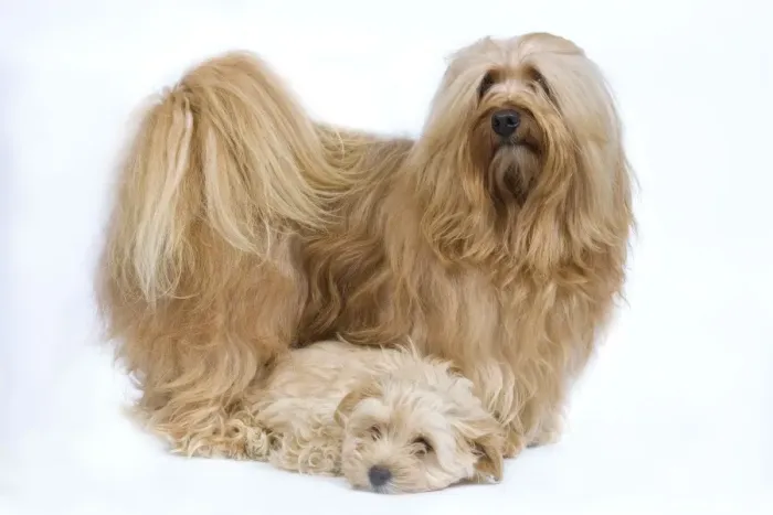 Framed Print : Dog - Bichon Havanais / Havanese adult & puppy in studio Framed Print : Dog - Bichon Havanais / Havanese adult & puppy in studio