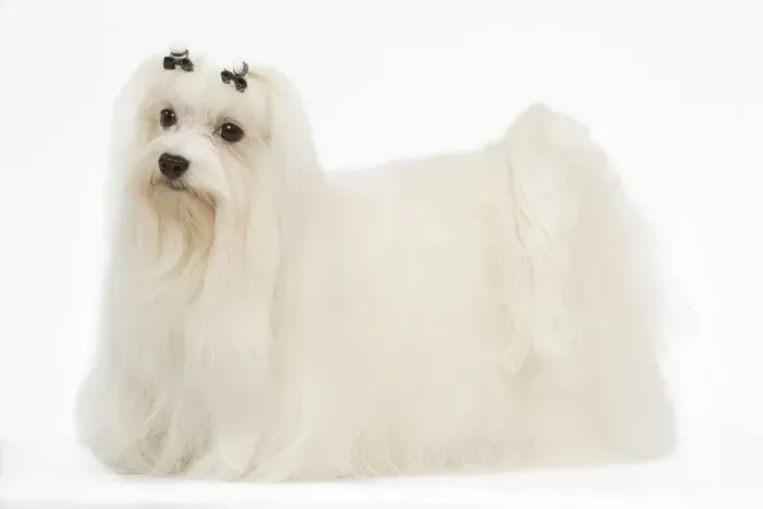 Framed Print : Dog - Bichon Maltese in studio Framed Print : Dog - Bichon Maltese in studio