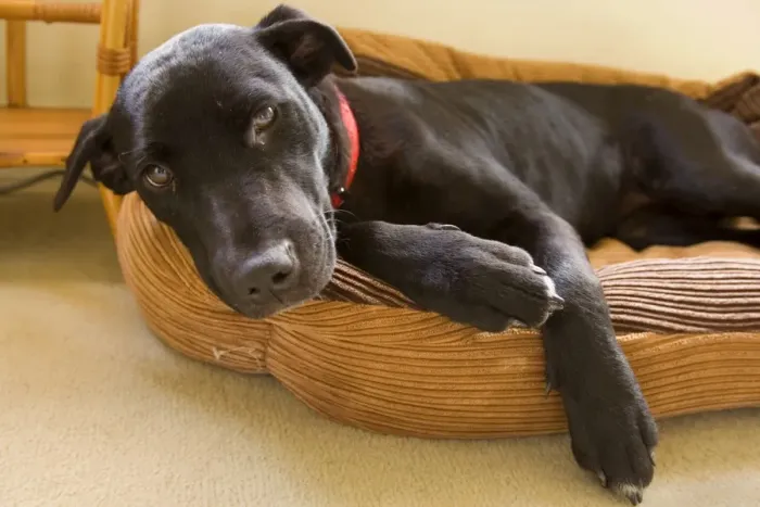 Framed Print : Dog - Black dog curled up in its bed - Australia Framed Print : Dog - Black dog curled up in its bed - Australia