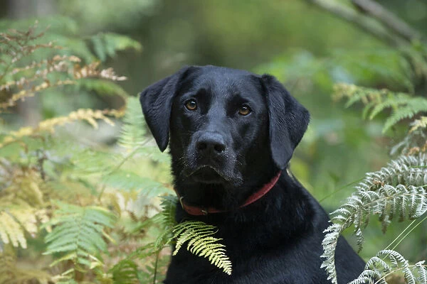 DOG. Black Labarador, head & shoulders, portrait in bracken, autumn