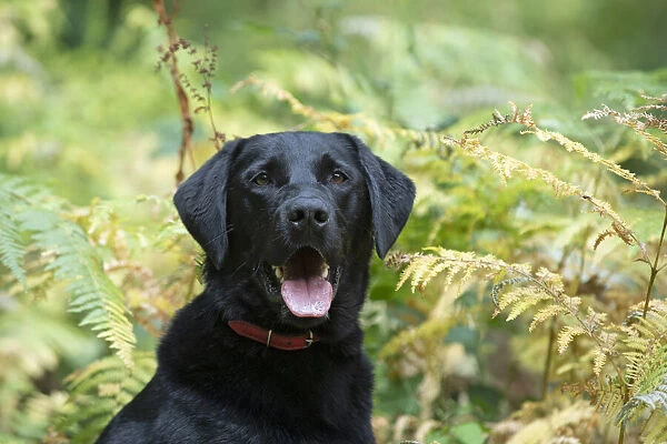 DOG. Black Labarador, head & shoulders, portrait in bracken, autumn