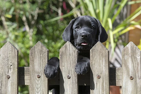 DOG. Black labarador puppy (10 weeks old ) head study, looking over a gate in a garden