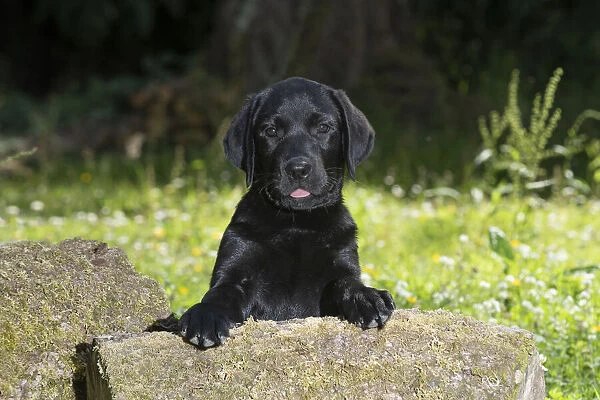 DOG. Black labarador puppy (10 weeks old ) paws on a mossy log in a garden