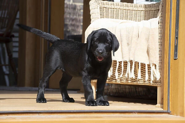 DOG. Black labarador puppy (10 weeks old ) standing in the doorway of a garden room looking out