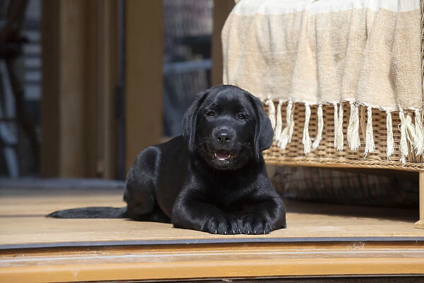 DOG. Black labarador puppy (10 weeks old ) laying in the doorway of a garden room looking out