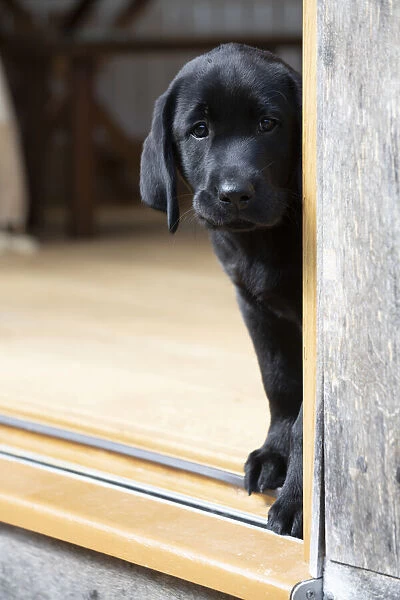 DOG. Black labarador puppy (10 weeks old ) standing in the doorway of a garden room with its head looking around the corner