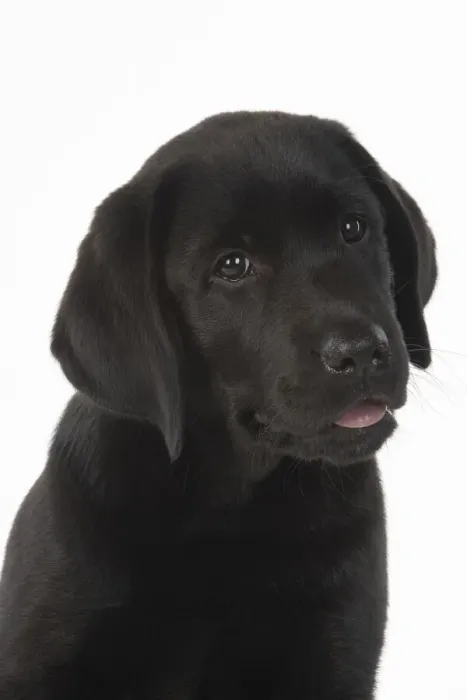 Framed Print : DOG. Black labarador puppy (10 weeks old ) head study, expressions, studio, white background Framed Print : DOG. Black labarador puppy (10 weeks old ) head study, expressions, studio, white background