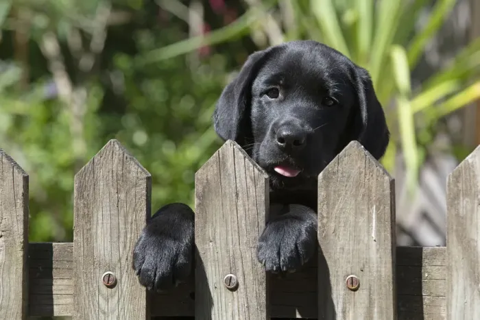 Framed Print : DOG. Black labarador puppy (10 weeks old ) head study, looking over a gate in a garden Framed Print : DOG. Black labarador puppy (10 weeks old ) head study, looking over a gate in a garden
