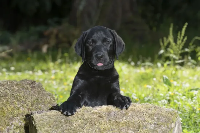 Framed Print : DOG. Black labarador puppy (10 weeks old ) paws on a mossy log in a garden Framed Print : DOG. Black labarador puppy (10 weeks old ) paws on a mossy log in a garden